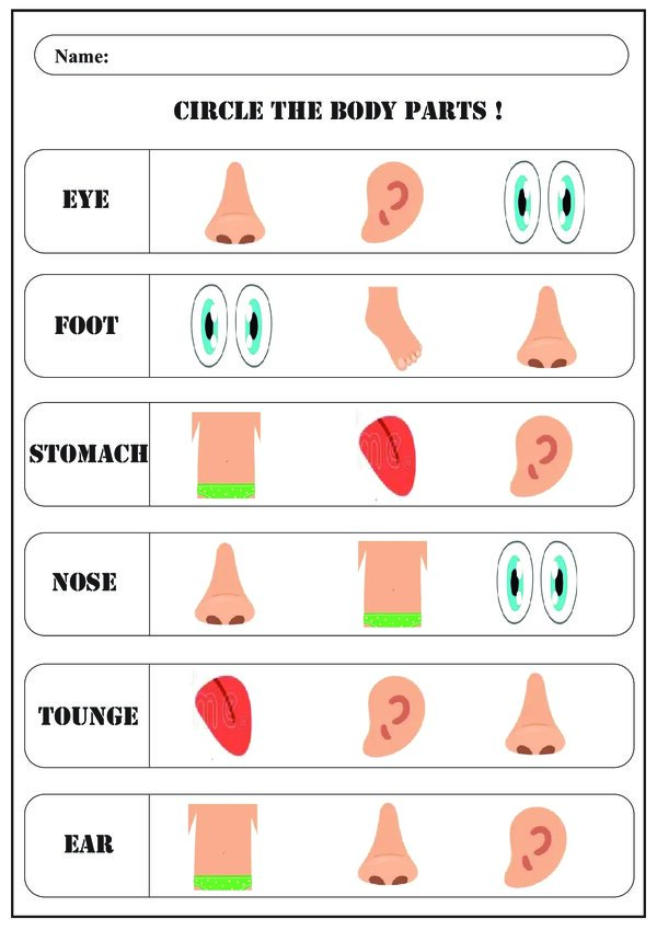 Body Parts Educational Worksheets